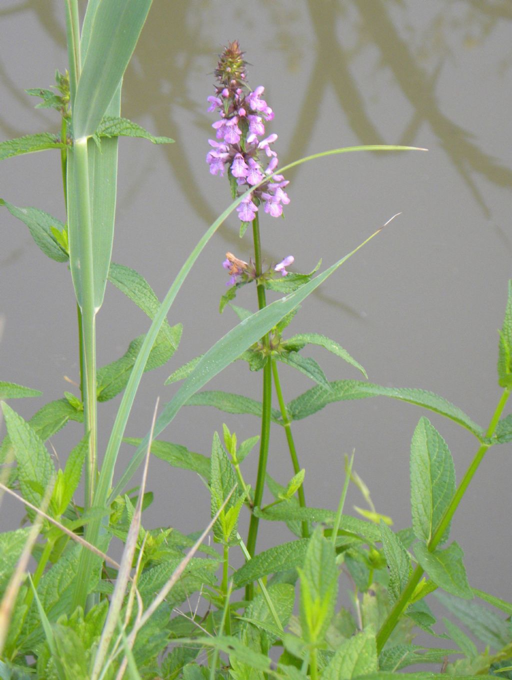 Pianta acquatica: Stachys palustris (Lamiaceae)